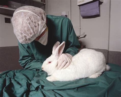 does vichy test on animals
